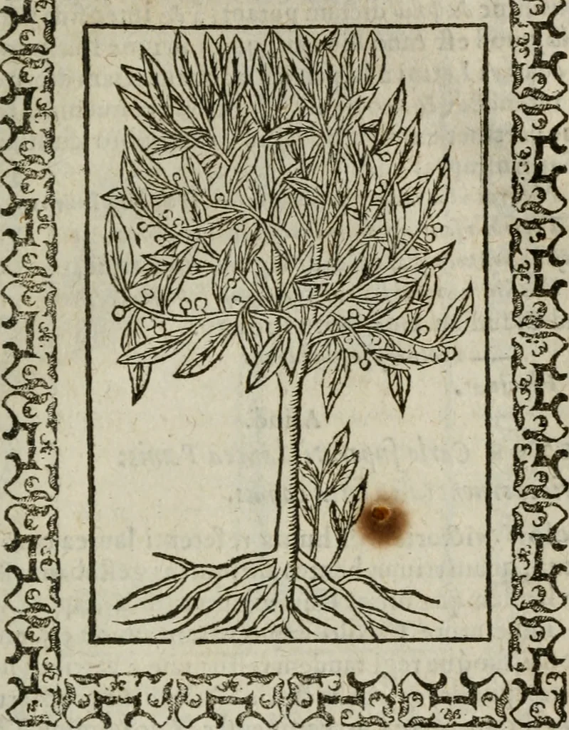 An illustration from Omnia Andreae Alciati v. c. emblemata : cum commentariis, quibus emblematum omnium aperta origine, mens authoris explicatur, & obscura omnia dubiaque illustrantur, 1583, leaf 674