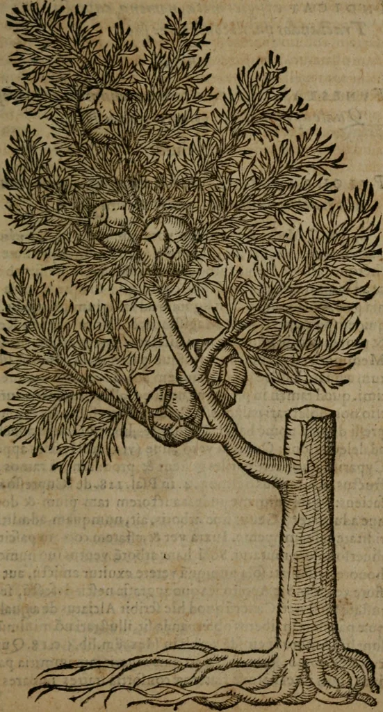 An illustration from Omnia Andreae Alciati v.c. emblemata : cum commentariis, quibus emblematum omnium aperta origine, mens auctoris explicatur, & obscura omnia dubiaque illustrantur, 1581, leaf 716