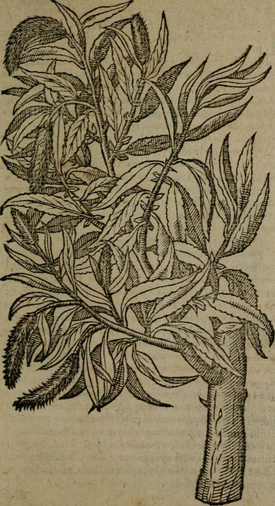 An illustration from Omnia Andreae Alciati v.c. emblemata : cum commentariis, quibus emblematum omnium aperta origine, mens auctoris explicatur, & obscura omnia dubiaque illustrantur, 1581, leaf 722
