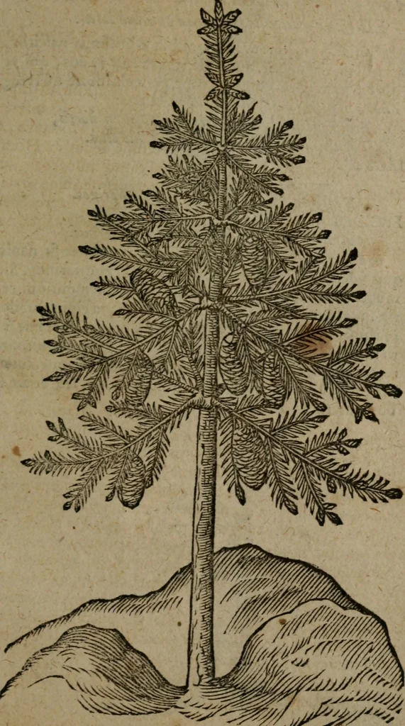 An illustration from Omnia Andreae Alciati v.c. emblemata : cum commentariis, quibus emblematum omnium aperta origine, mens auctoris explicatur, & obscura omnia dubiaque illustrantur, 1581, leaf 724