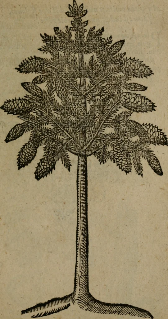 An illustration from Omnia Andreae Alciati v.c. emblemata : cum commentariis, quibus emblematum omnium aperta origine, mens auctoris explicatur, & obscura omnia dubiaque illustrantur, 1581, leaf 726
