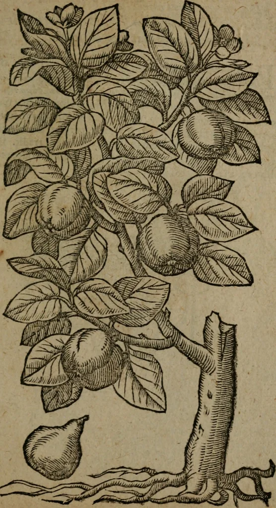 An illustration from Omnia Andreae Alciati v.c. emblemata : cum commentariis, quibus emblematum omnium aperta origine, mens auctoris explicatur, & obscura omnia dubiaque illustrantur, 1581, leaf 728