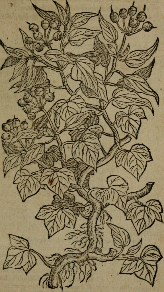 An illustration from Omnia Andreae Alciati v.c. emblemata : cum commentariis, quibus emblematum omnium aperta origine, mens auctoris explicatur, & obscura omnia dubiaque illustrantur, 1581, leaf 730