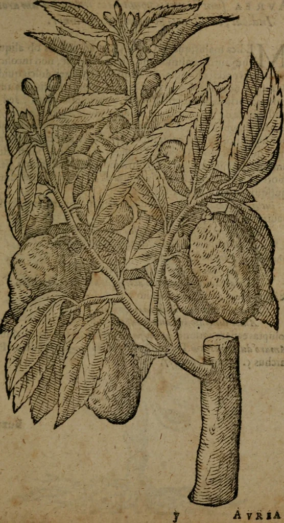 An illustration from Omnia Andreae Alciati v.c. emblemata : cum commentariis, quibus emblematum omnium aperta origine, mens auctoris explicatur, & obscura omnia dubiaque illustrantur, 1581, leaf 736