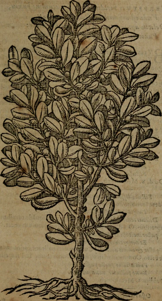 An illustration from Omnia Andreae Alciati v.c. emblemata : cum commentariis, quibus emblematum omnium aperta origine, mens auctoris explicatur, & obscura omnia dubiaque illustrantur, 1581, leaf 738