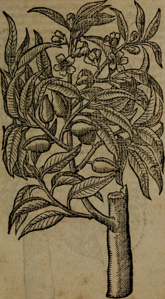 An illustration from Omnia Andreae Alciati v.c. emblemata : cum commentariis, quibus emblematum omnium aperta origine, mens auctoris explicatur, & obscura omnia dubiaque illustrantur, 1581, leaf 742