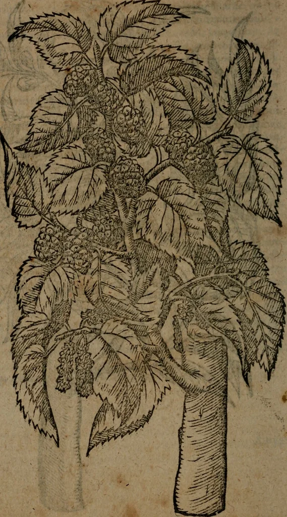 An illustration from Omnia Andreae Alciati v.c. emblemata : cum commentariis, quibus emblematum omnium aperta origine, mens auctoris explicatur, & obscura omnia dubiaque illustrantur, 1581, leaf 743