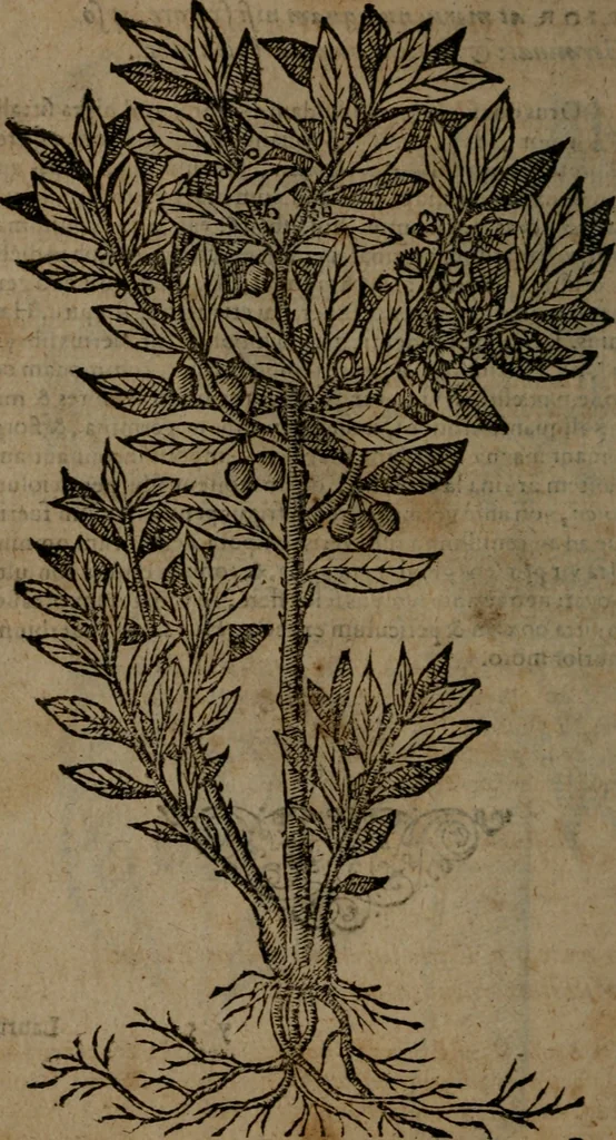 An illustration from Omnia Andreae Alciati v.c. emblemata : cum commentariis, quibus emblematum omnium aperta origine, mens auctoris explicatur, & obscura omnia dubiaque illustrantur, 1581, leaf 745