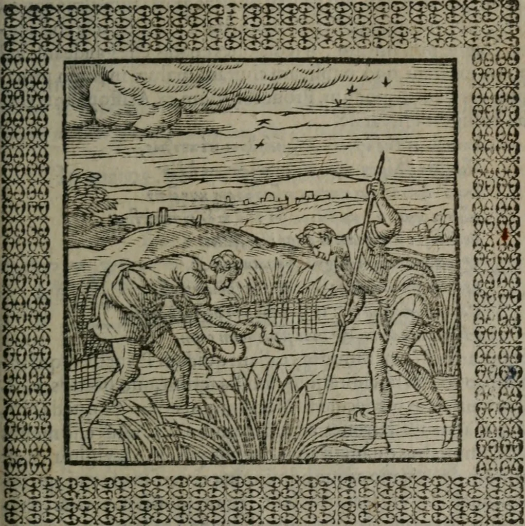 An illustration from Omnia Andreae Alciati v.c. emblemata : cum commentariis, quibus emblematum omnium aperta origine, mens auctoris explicatur, & obscura omnia dubiáque illustrantur, 1577, leaf 318