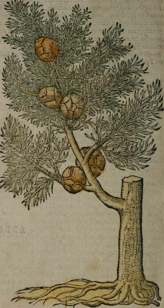 An illustration from Omnia Andreae Alciati v.c. emblemata : cum commentariis, quibus emblematum omnium aperta origine, mens auctoris explicatur, & obscura omnia dubiáque illustrantur, 1577, leaf 643