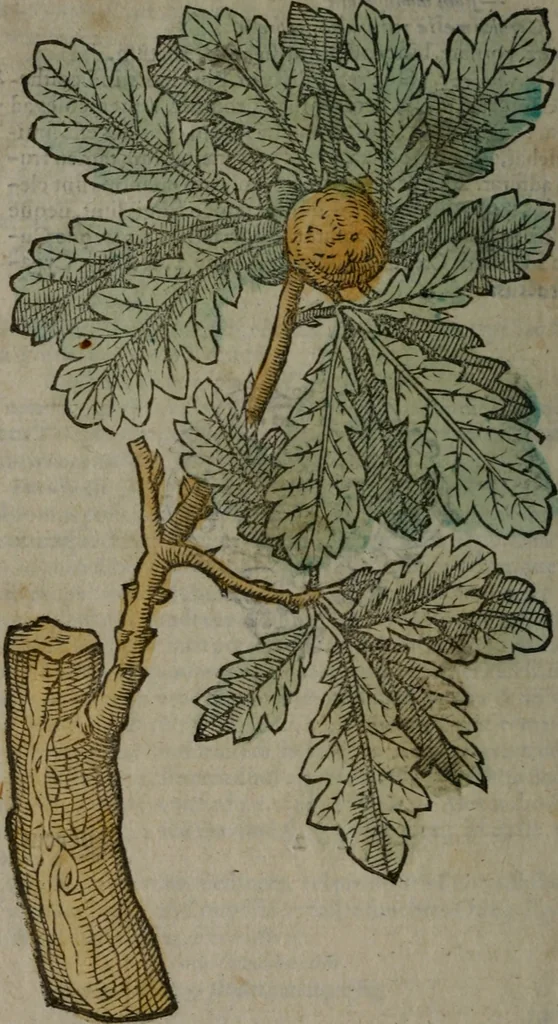 An illustration from Omnia Andreae Alciati v.c. emblemata : cum commentariis, quibus emblematum omnium aperta origine, mens auctoris explicatur, & obscura omnia dubiáque illustrantur, 1577, leaf 647