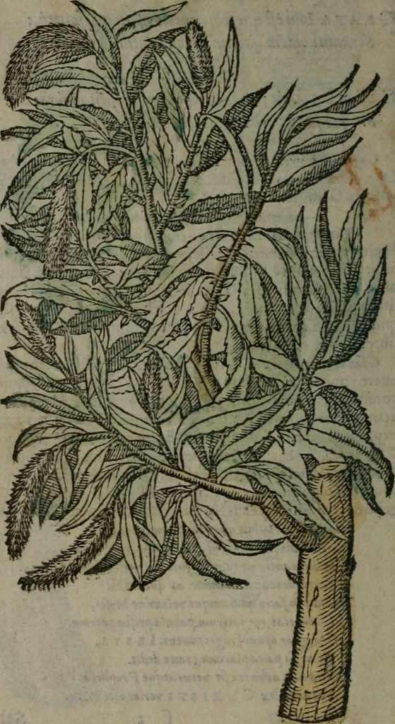 An illustration from Omnia Andreae Alciati v.c. emblemata : cum commentariis, quibus emblematum omnium aperta origine, mens auctoris explicatur, & obscura omnia dubiáque illustrantur, 1577, leaf 649