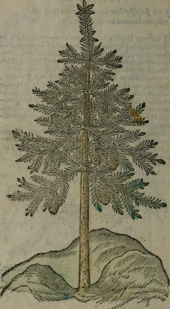 An illustration from Omnia Andreae Alciati v.c. emblemata : cum commentariis, quibus emblematum omnium aperta origine, mens auctoris explicatur, & obscura omnia dubiáque illustrantur, 1577, leaf 651