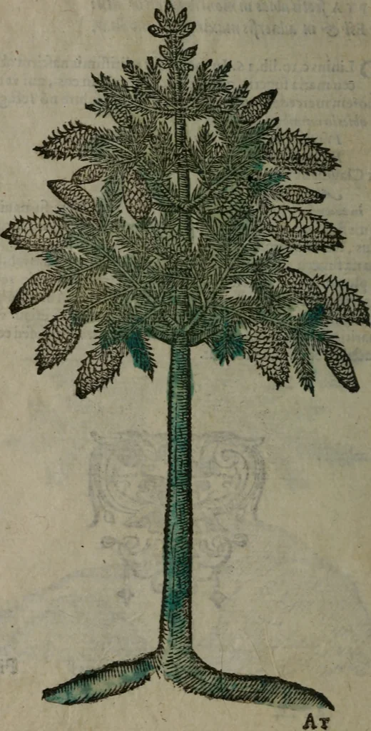 An illustration from Omnia Andreae Alciati v.c. emblemata : cum commentariis, quibus emblematum omnium aperta origine, mens auctoris explicatur, & obscura omnia dubiáque illustrantur, 1577, leaf 653