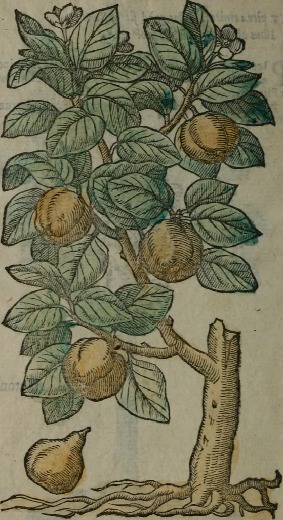 An illustration from Omnia Andreae Alciati v.c. emblemata : cum commentariis, quibus emblematum omnium aperta origine, mens auctoris explicatur, & obscura omnia dubiáque illustrantur, 1577, leaf 655