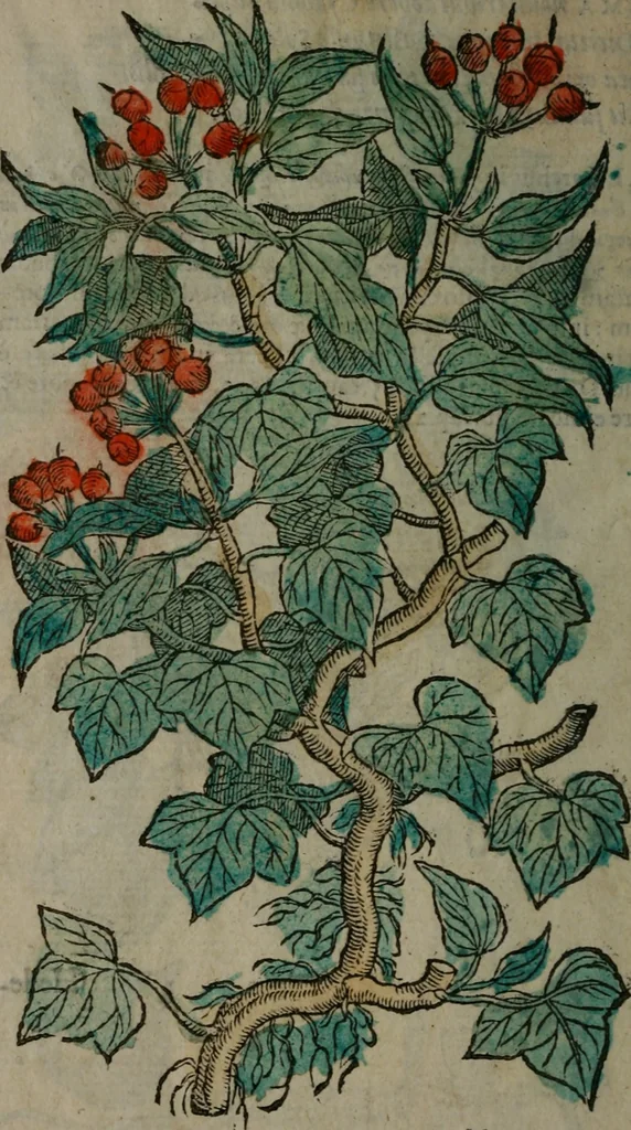 An illustration from Omnia Andreae Alciati v.c. emblemata : cum commentariis, quibus emblematum omnium aperta origine, mens auctoris explicatur, & obscura omnia dubiáque illustrantur, 1577, leaf 657