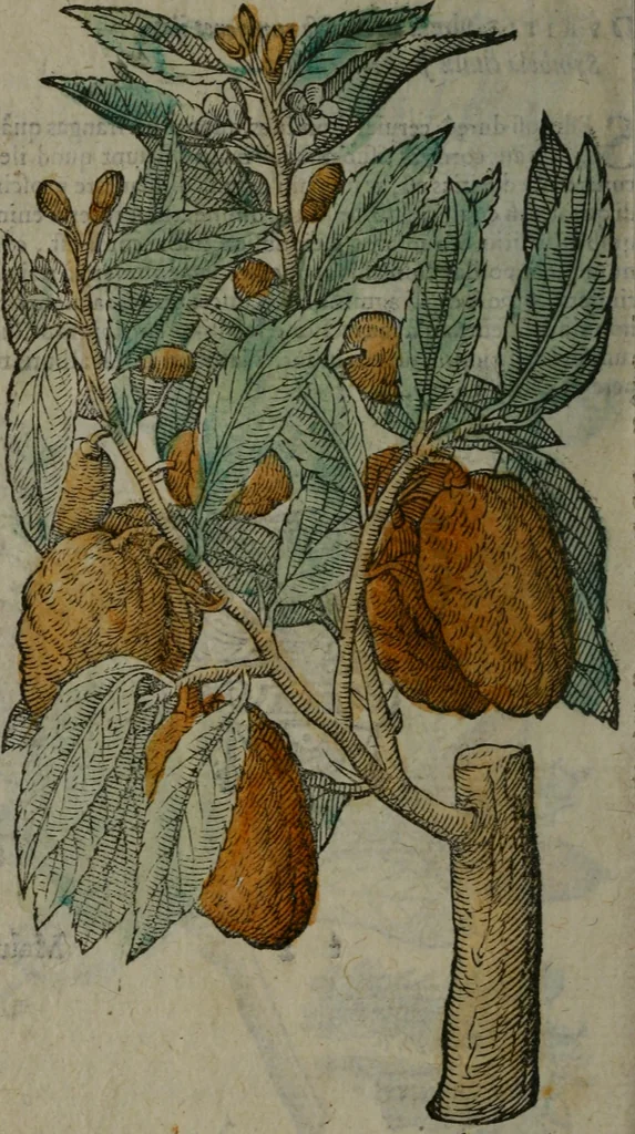 An illustration from Omnia Andreae Alciati v.c. emblemata : cum commentariis, quibus emblematum omnium aperta origine, mens auctoris explicatur, & obscura omnia dubiáque illustrantur, 1577, leaf 663