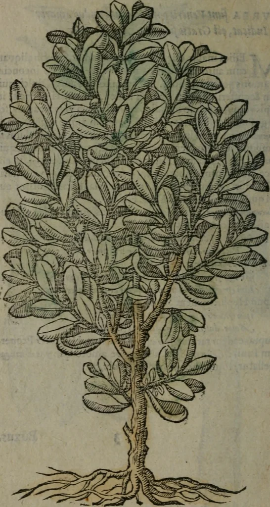 An illustration from Omnia Andreae Alciati v.c. emblemata : cum commentariis, quibus emblematum omnium aperta origine, mens auctoris explicatur, & obscura omnia dubiáque illustrantur, 1577, leaf 665