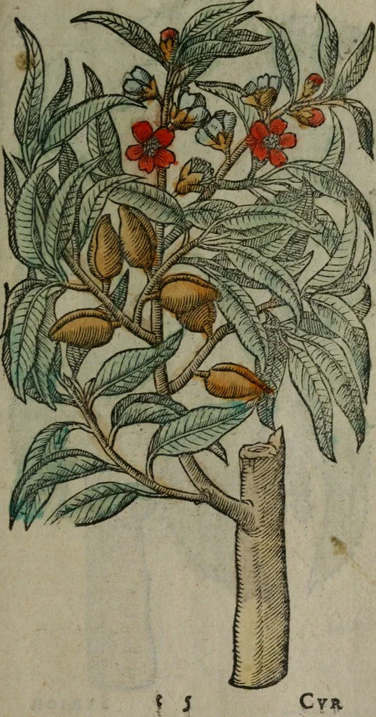 An illustration from Omnia Andreae Alciati v.c. emblemata : cum commentariis, quibus emblematum omnium aperta origine, mens auctoris explicatur, & obscura omnia dubiáque illustrantur, 1577, leaf 668