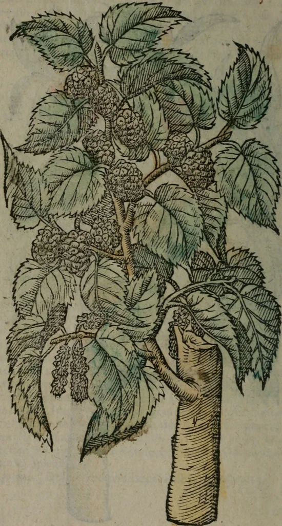 An illustration from Omnia Andreae Alciati v.c. emblemata : cum commentariis, quibus emblematum omnium aperta origine, mens auctoris explicatur, & obscura omnia dubiáque illustrantur, 1577, leaf 669