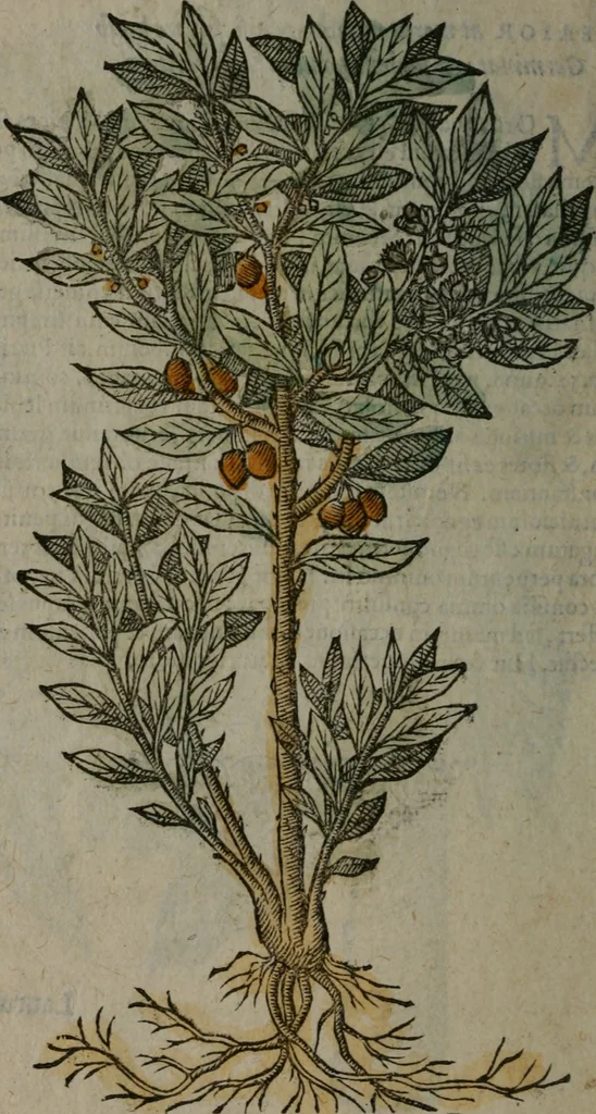 An illustration from Omnia Andreae Alciati v.c. emblemata : cum commentariis, quibus emblematum omnium aperta origine, mens auctoris explicatur, & obscura omnia dubiáque illustrantur, 1577, leaf 671