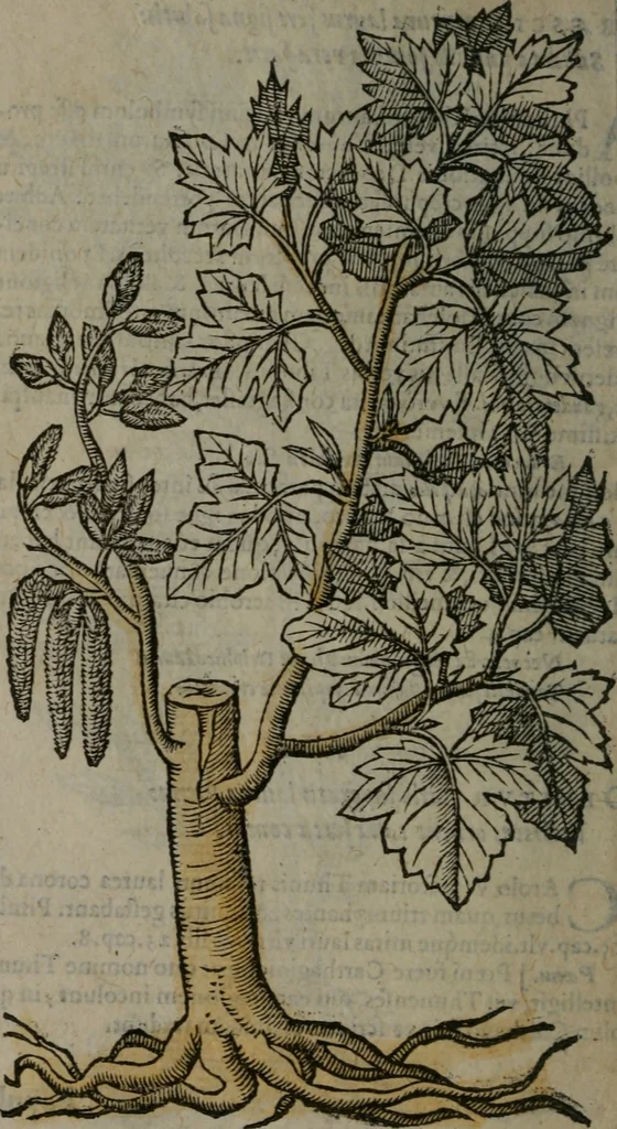 An illustration from Omnia Andreae Alciati v.c. emblemata : cum commentariis, quibus emblematum omnium aperta origine, mens auctoris explicatur, & obscura omnia dubiáque illustrantur, 1577, leaf 673