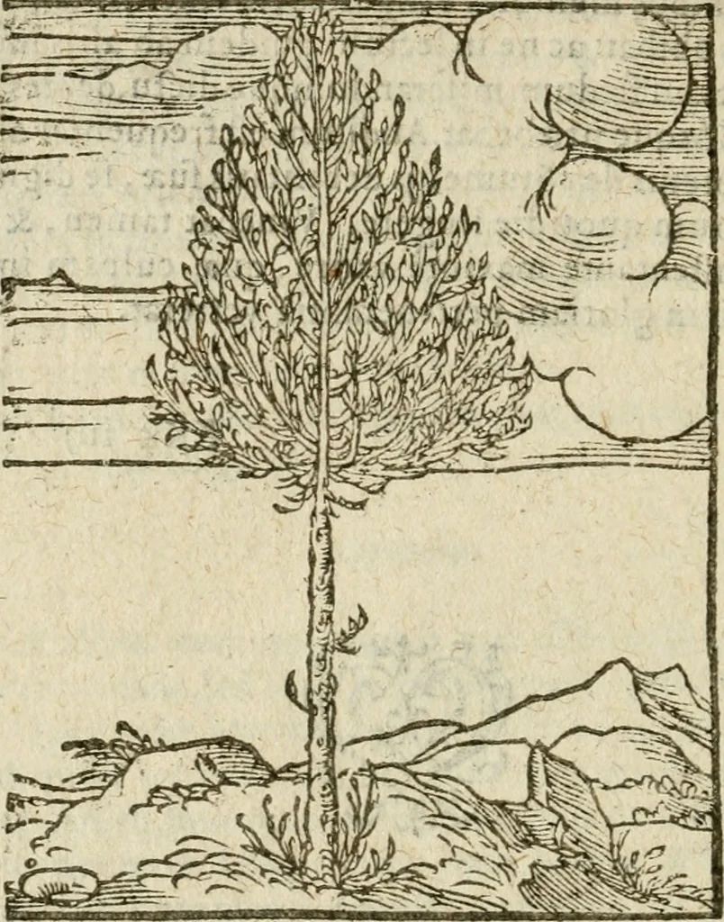 An illustration from Omnia Andreae Alciati V.C. Emblemata : cum commentariis, quibus emblematum detecta origine, dubia omnia, et obscura illustrantur, 1602, leaf 937
