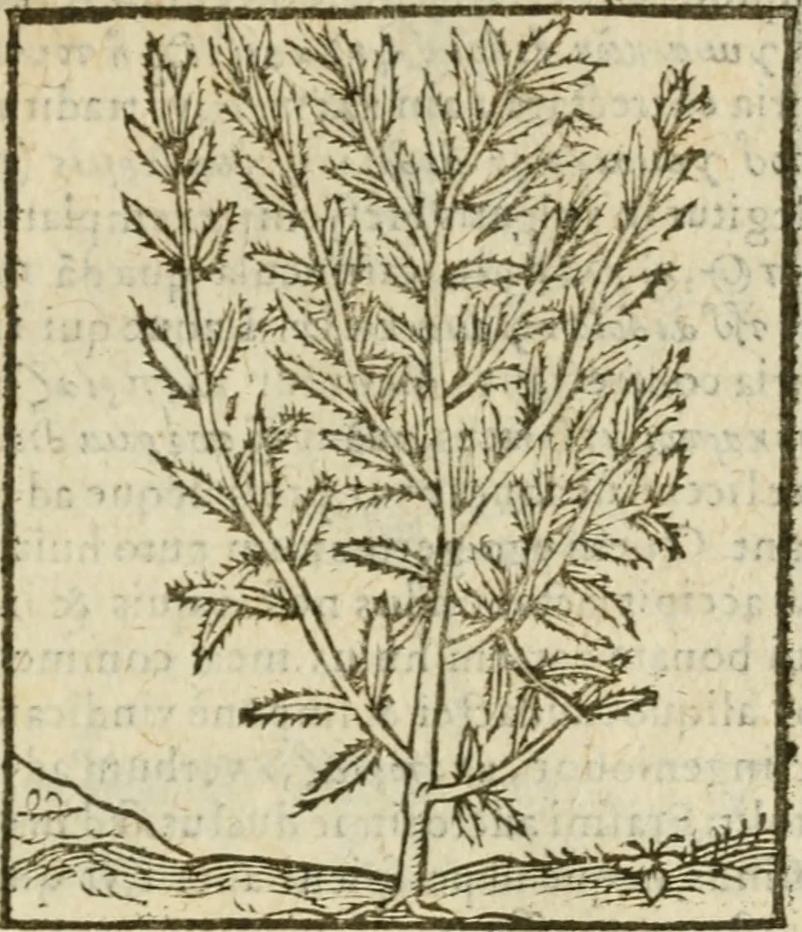 An illustration from Omnia Andreae Alciati V.C. Emblemata : cum commentariis, quibus emblematum detecta origine, dubia omnia, et obscura illustrantur, 1602, leaf 946