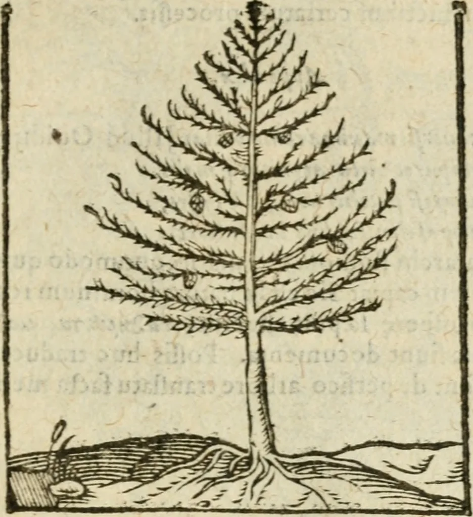 An illustration from Omnia Andreae Alciati V.C. Emblemata : cum commentariis, quibus emblematum detecta origine, dubia omnia, et obscura illustrantur, 1602, leaf 948
