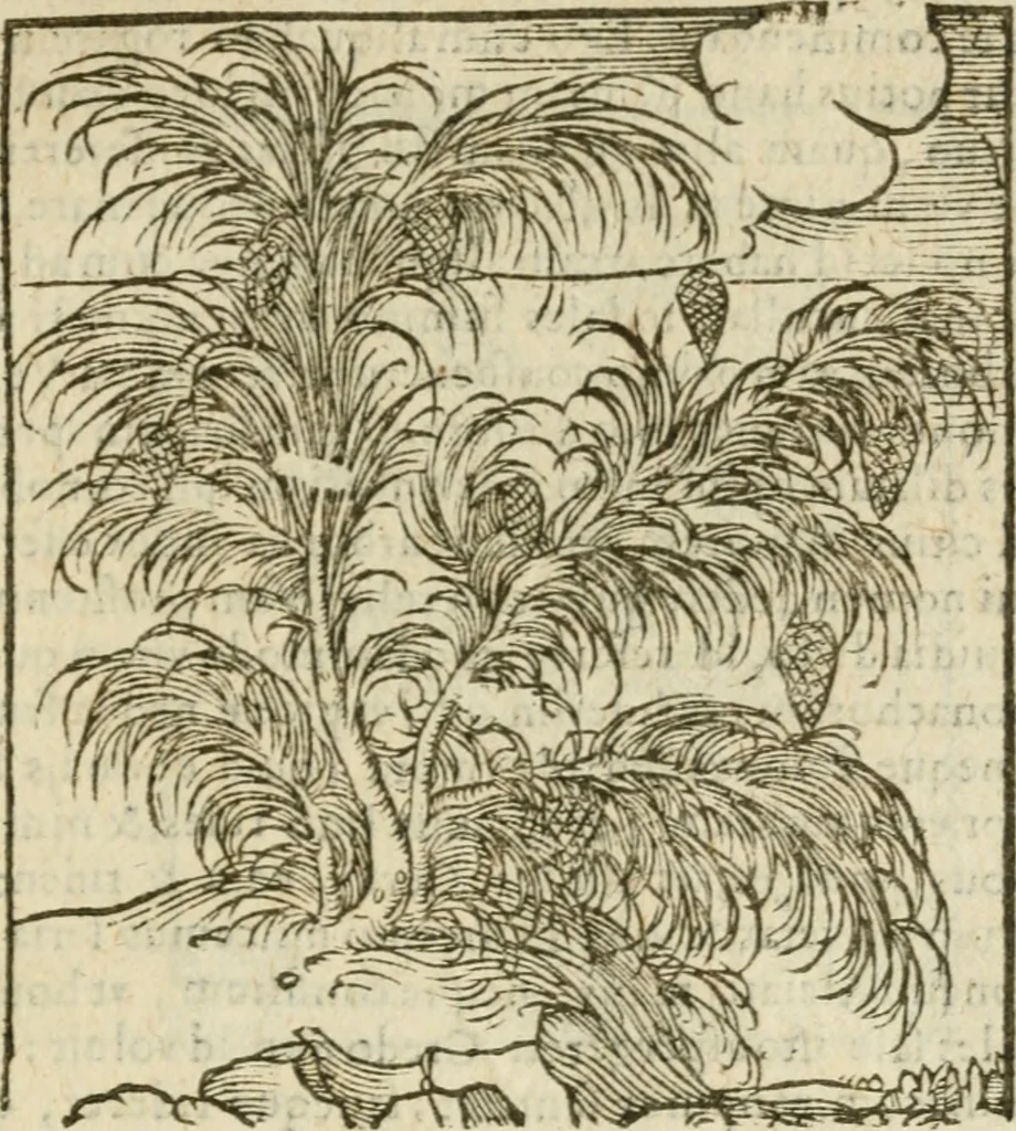 An illustration from Omnia Andreae Alciati V.C. Emblemata : cum commentariis, quibus emblematum detecta origine, dubia omnia, et obscura illustrantur, 1602, leaf 950