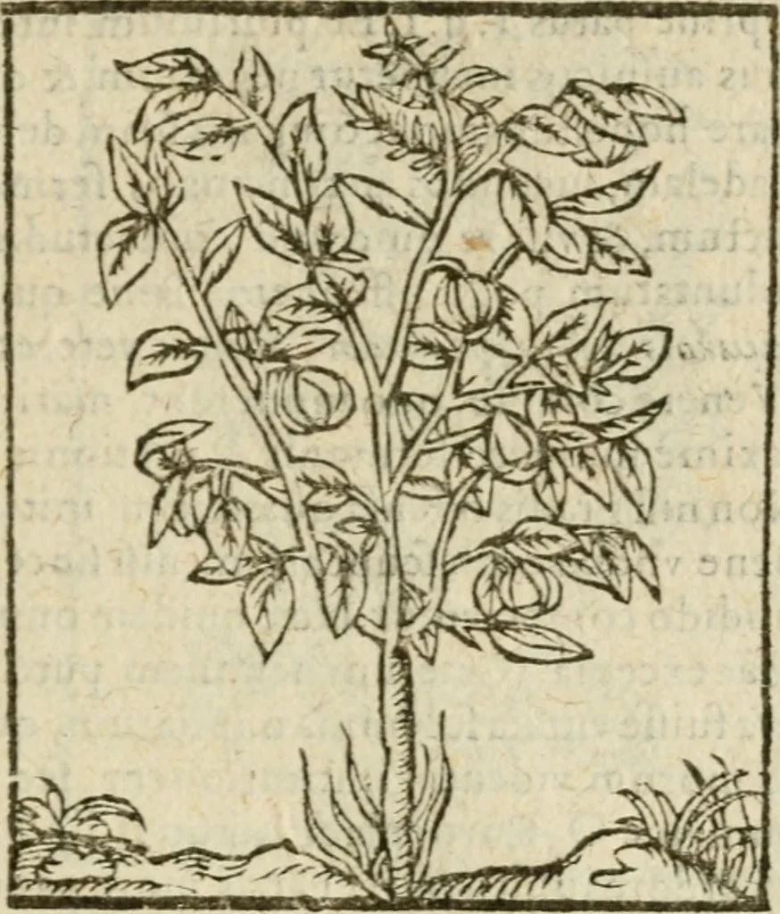 An illustration from Omnia Andreae Alciati V.C. Emblemata : cum commentariis, quibus emblematum detecta origine, dubia omnia, et obscura illustrantur, 1602, leaf 952