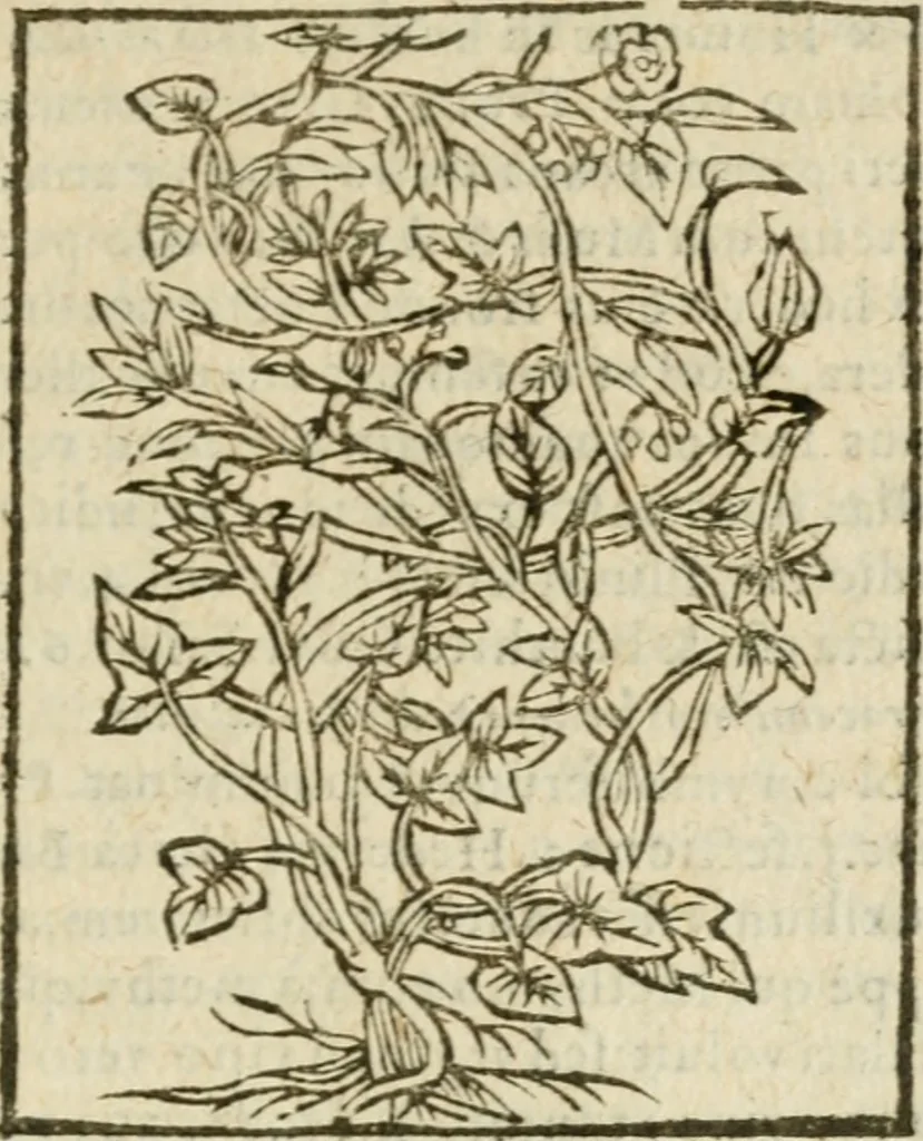 An illustration from Omnia Andreae Alciati V.C. Emblemata : cum commentariis, quibus emblematum detecta origine, dubia omnia, et obscura illustrantur, 1602, leaf 954