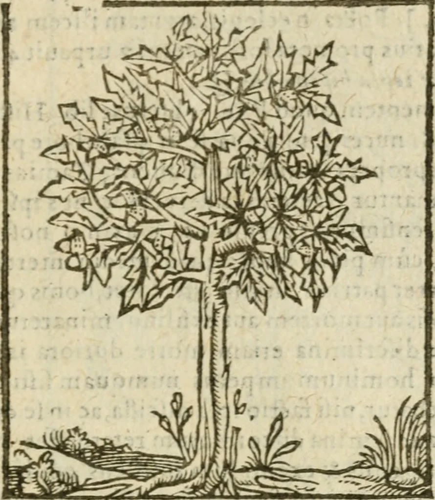 An illustration from Omnia Andreae Alciati V.C. Emblemata : cum commentariis, quibus emblematum detecta origine, dubia omnia, et obscura illustrantur, 1602, leaf 958