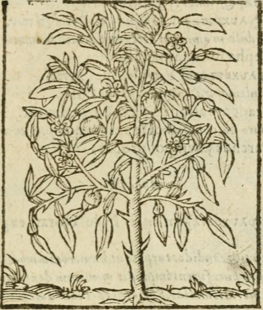An illustration from Omnia Andreae Alciati V.C. Emblemata : cum commentariis, quibus emblematum detecta origine, dubia omnia, et obscura illustrantur, 1602, leaf 960