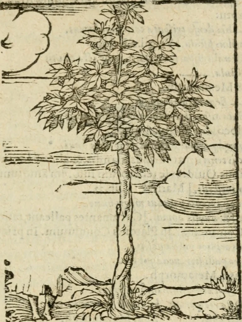 An illustration from Omnia Andreae Alciati V.C. Emblemata : cum commentariis, quibus emblematum detecta origine, dubia omnia, et obscura illustrantur, 1602, leaf 962