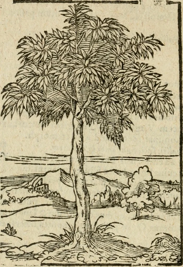 An illustration from Omnia Andreae Alciati V.C. Emblemata : cum commentariis, quibus emblematum detecta origine, dubia omnia, et obscura illustrantur, 1602, leaf 965