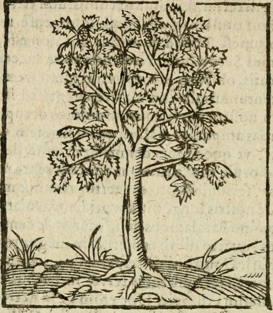 An illustration from Omnia Andreae Alciati V.C. Emblemata : cum commentariis, quibus emblematum detecta origine, dubia omnia, et obscura illustrantur, 1602, leaf 969