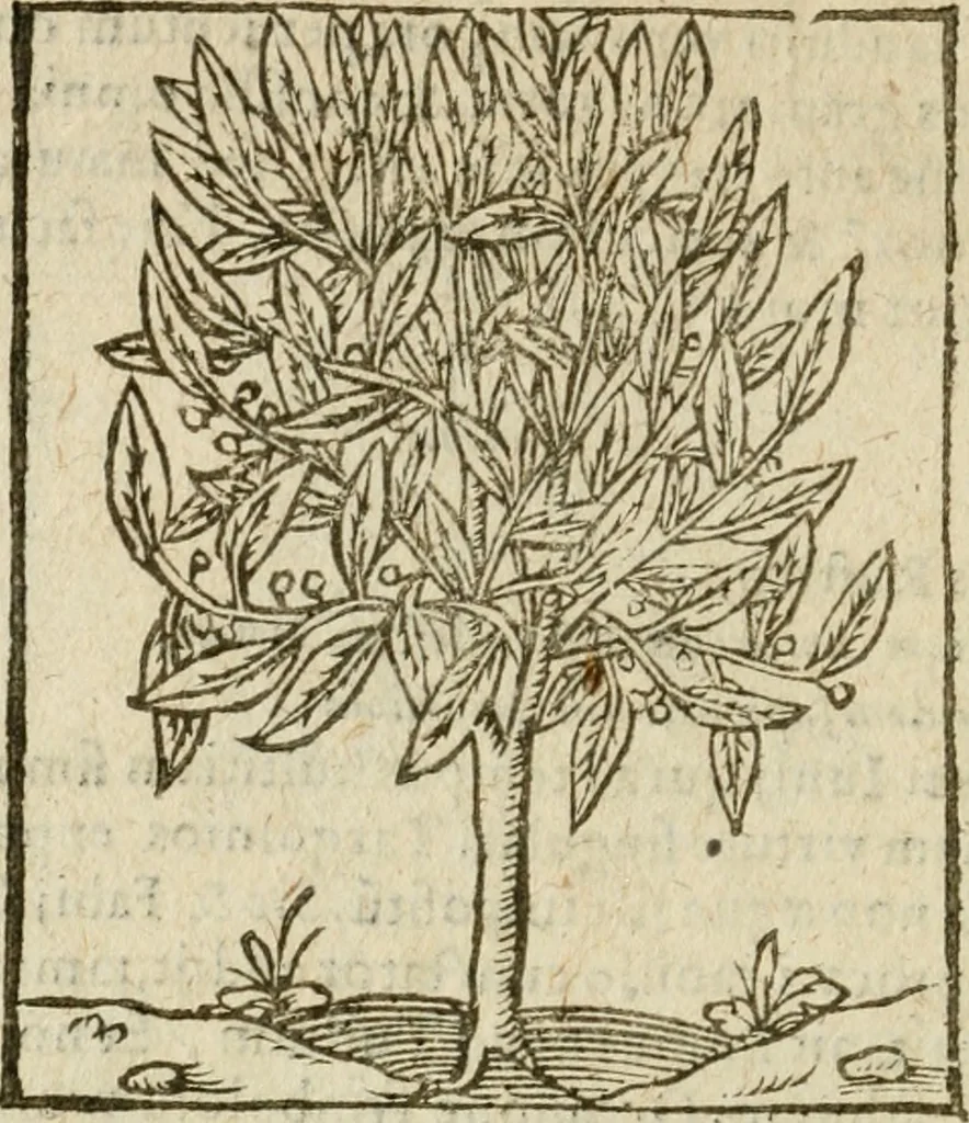 An illustration from Omnia Andreae Alciati V.C. Emblemata : cum commentariis, quibus emblematum detecta origine, dubia omnia, et obscura illustrantur, 1602, leaf 971