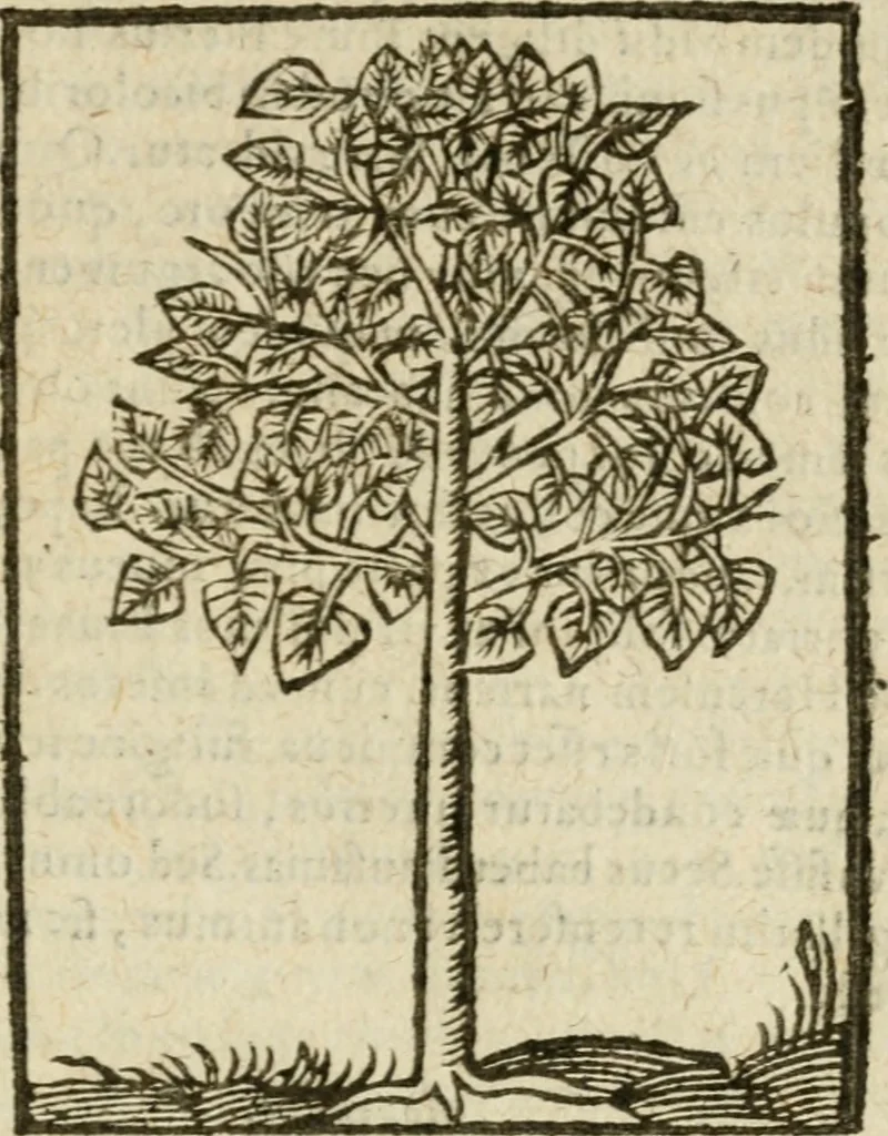 An illustration from Omnia Andreae Alciati V.C. Emblemata : cum commentariis, quibus emblematum detecta origine, dubia omnia, et obscura illustrantur, 1602, leaf 974