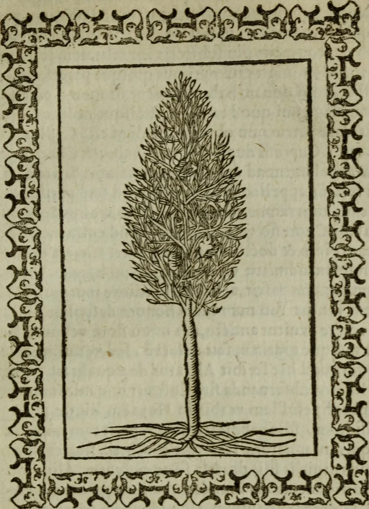 An illustration from Omnia Andreae Alciati v.c. emblemata : cum commentariis, quibus emblematum omnium aperta origine, mens authoris explicatur, & obscura omnia dubiaque illustrantur, 1583, leaf 652