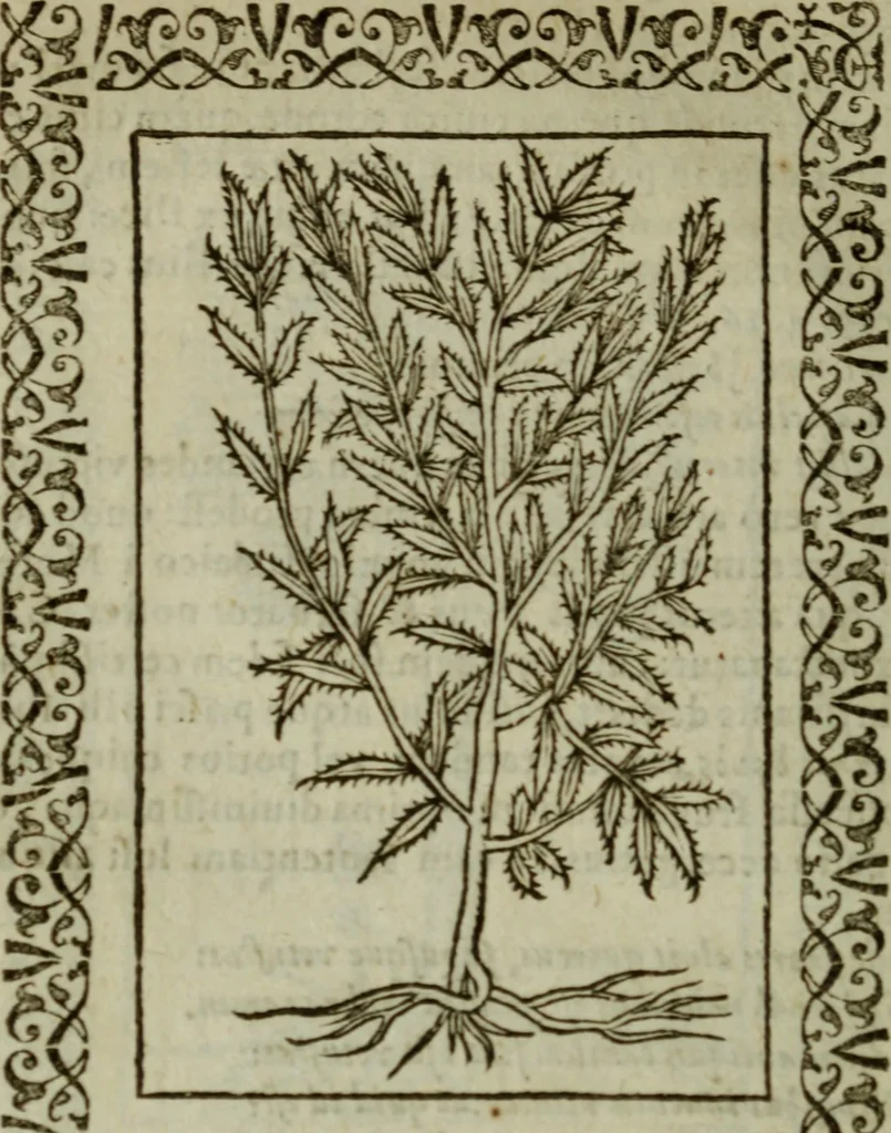 An illustration from Omnia Andreae Alciati v.c. emblemata : cum commentariis, quibus emblematum omnium aperta origine, mens authoris explicatur, & obscura omnia dubiaque illustrantur, 1583, leaf 657