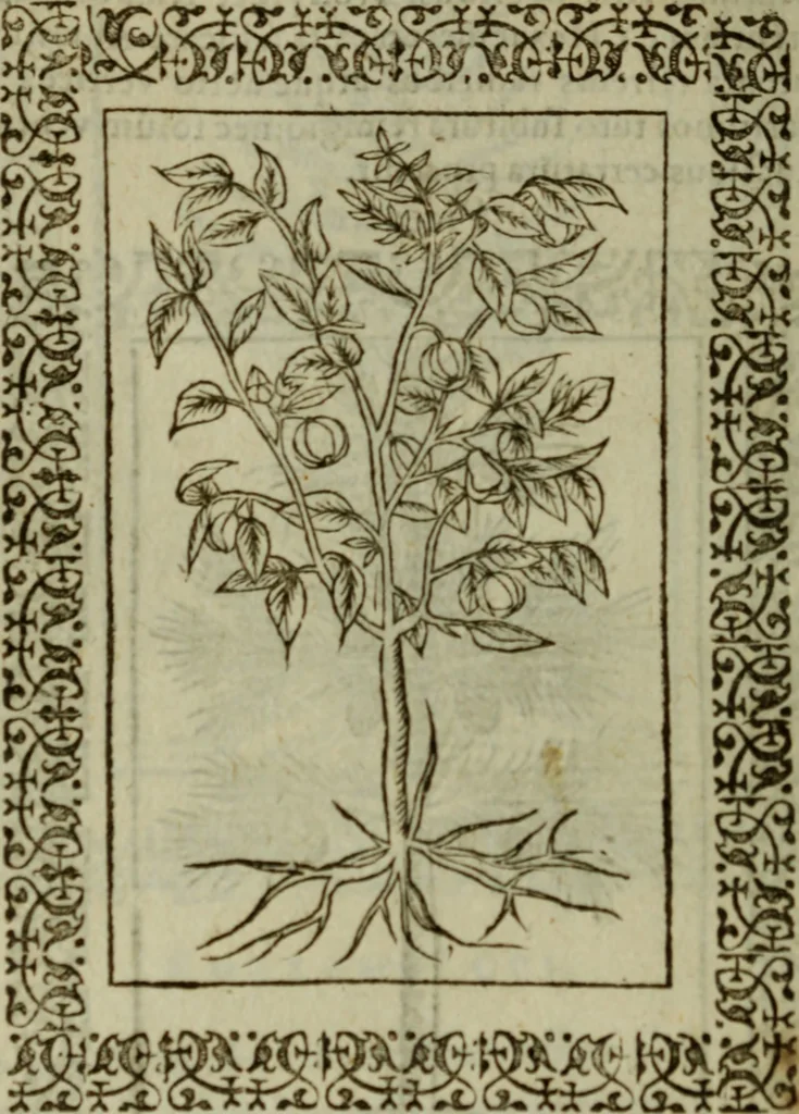An illustration from Omnia Andreae Alciati v.c. emblemata : cum commentariis, quibus emblematum omnium aperta origine, mens authoris explicatur, & obscura omnia dubiaque illustrantur, 1583, leaf 661