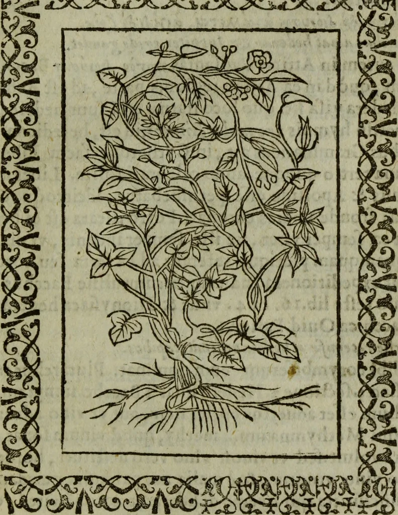 An illustration from Omnia Andreae Alciati v.c. emblemata : cum commentariis, quibus emblematum omnium aperta origine, mens authoris explicatur, & obscura omnia dubiaque illustrantur, 1583, leaf 662