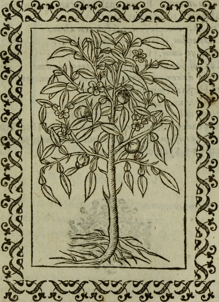 An illustration from Omnia Andreae Alciati v.c. emblemata : cum commentariis, quibus emblematum omnium aperta origine, mens authoris explicatur, & obscura omnia dubiaque illustrantur, 1583, leaf 666