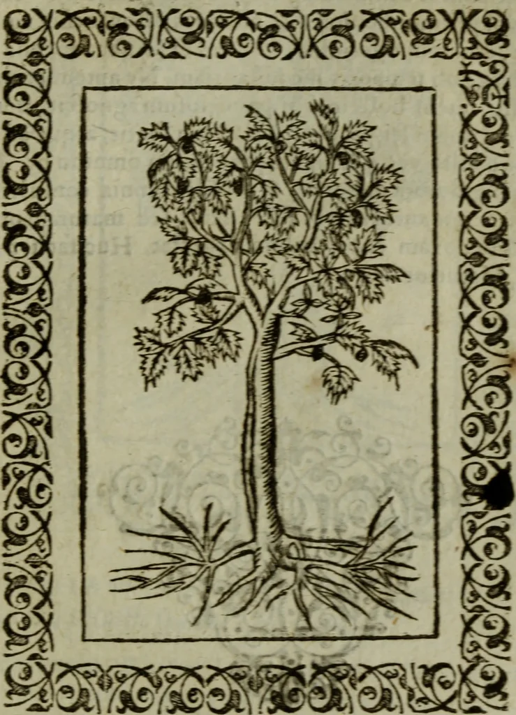 An illustration from Omnia Andreae Alciati v.c. emblemata : cum commentariis, quibus emblematum omnium aperta origine, mens authoris explicatur, & obscura omnia dubiaque illustrantur, 1583, leaf 672