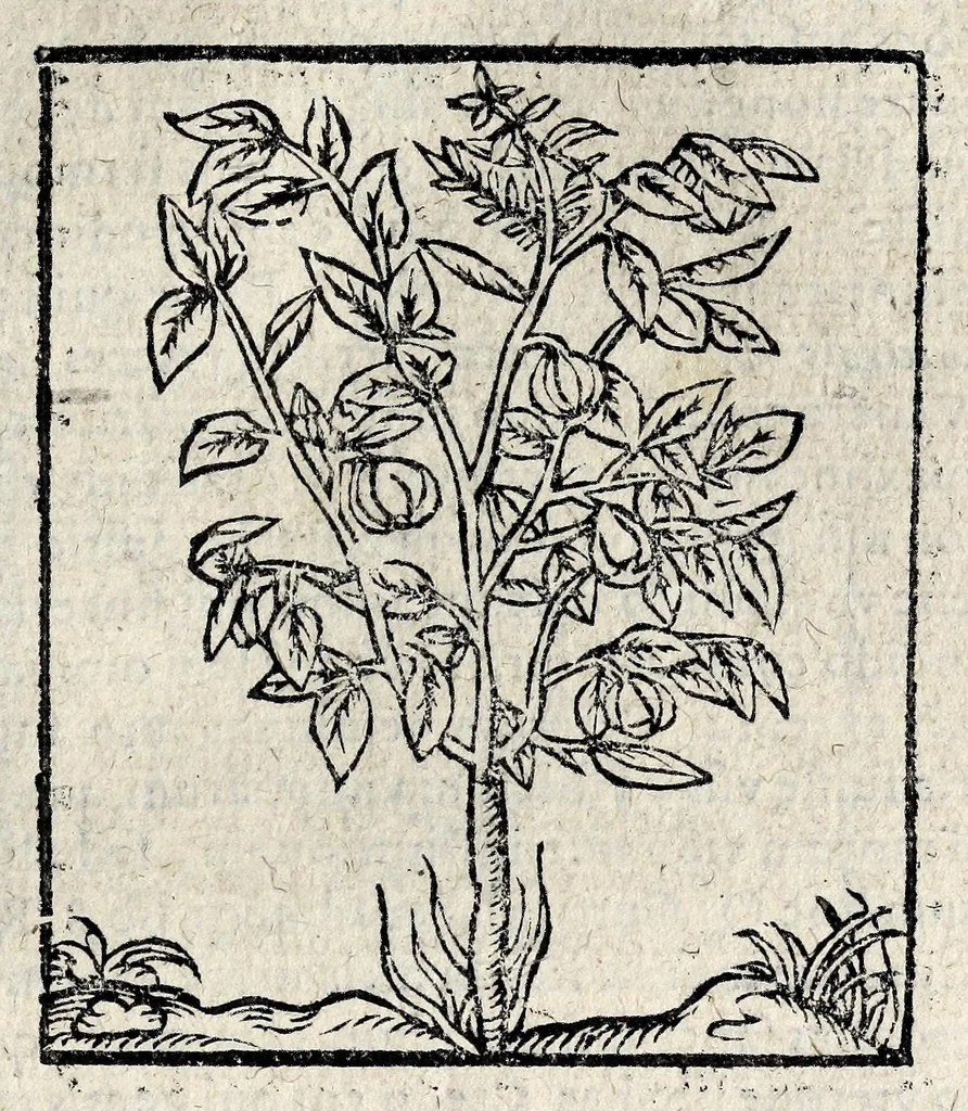 An illustration from Omnia Andreae Alciati v.c. Emblemata : cum commentariis quibus emblematum detecta origine, dubia omnia et obscura illustrantur, 1618, leaf 969