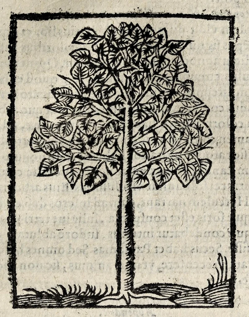 An illustration from Omnia Andreae Alciati v.c. Emblemata : cum commentariis quibus emblematum detecta origine, dubia omnia et obscura illustrantur, 1618, leaf 991