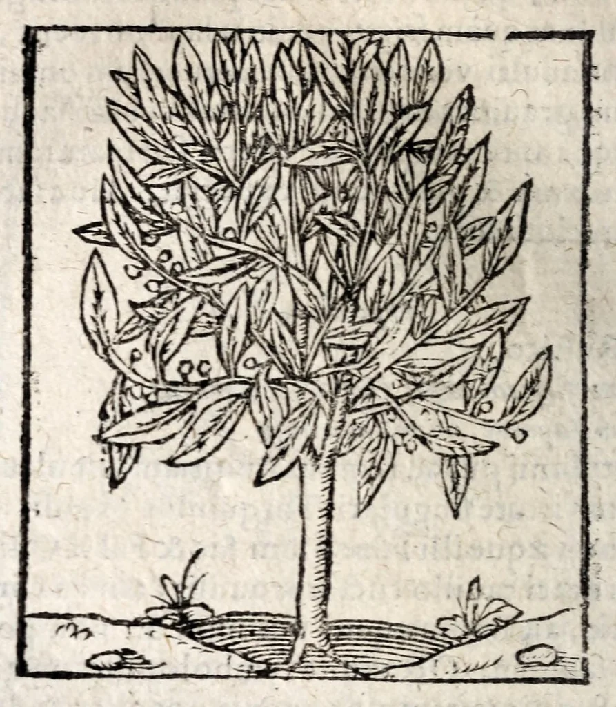 An illustration from Omnia Andreae Alciati v.c. Emblemata : cum commentariis quibus emblematum detecta origine, dubia omnia et obscura illustrantur, 1618, leaf 998