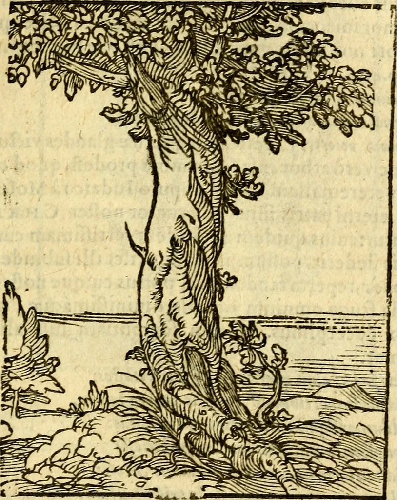 An illustration from Omnia Andreae Alciati v.c. emblemata, cum commentariis, quibus emblematum aperta origine mens auctoris explicatur, & obscura omnia, dubiáque illustrantur Adiectae ad calcem Notae posteriores, 1589, leaf 712
