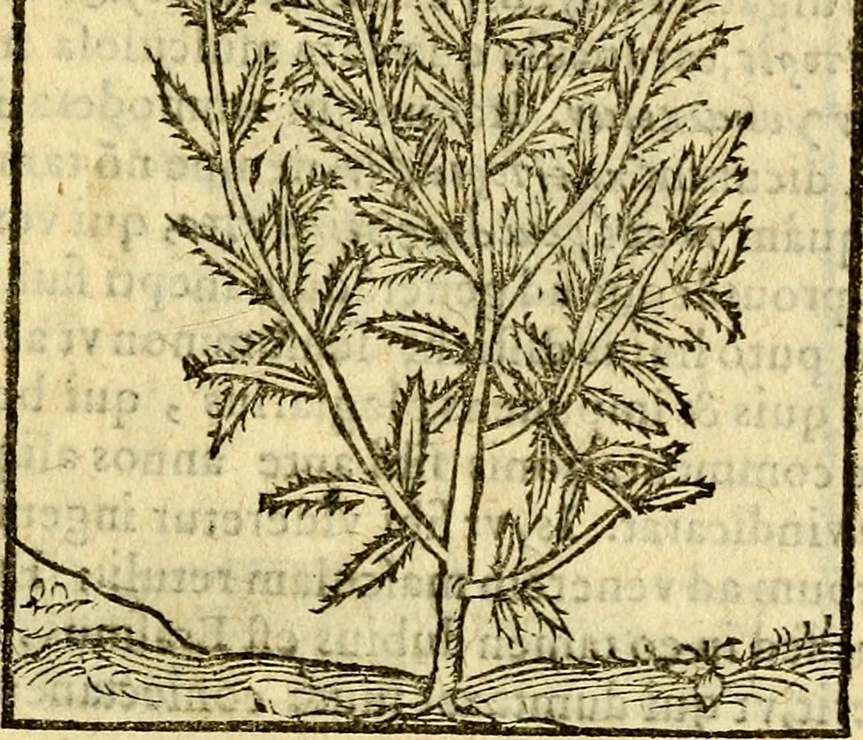 An illustration from Omnia Andreae Alciati v.c. emblemata, cum commentariis, quibus emblematum aperta origine mens auctoris explicatur, & obscura omnia, dubiáque illustrantur Adiectae ad calcem Notae posteriores, 1589, leaf 714